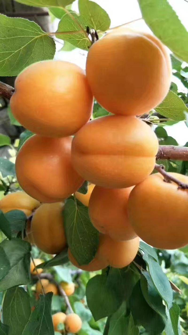 金太阳杏