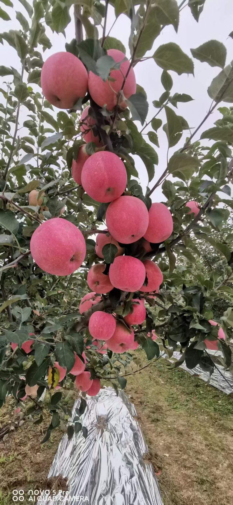 庆阳苹果