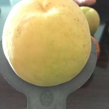 凯特杏，陕西凯特杏，大荔凯特杏产地价格