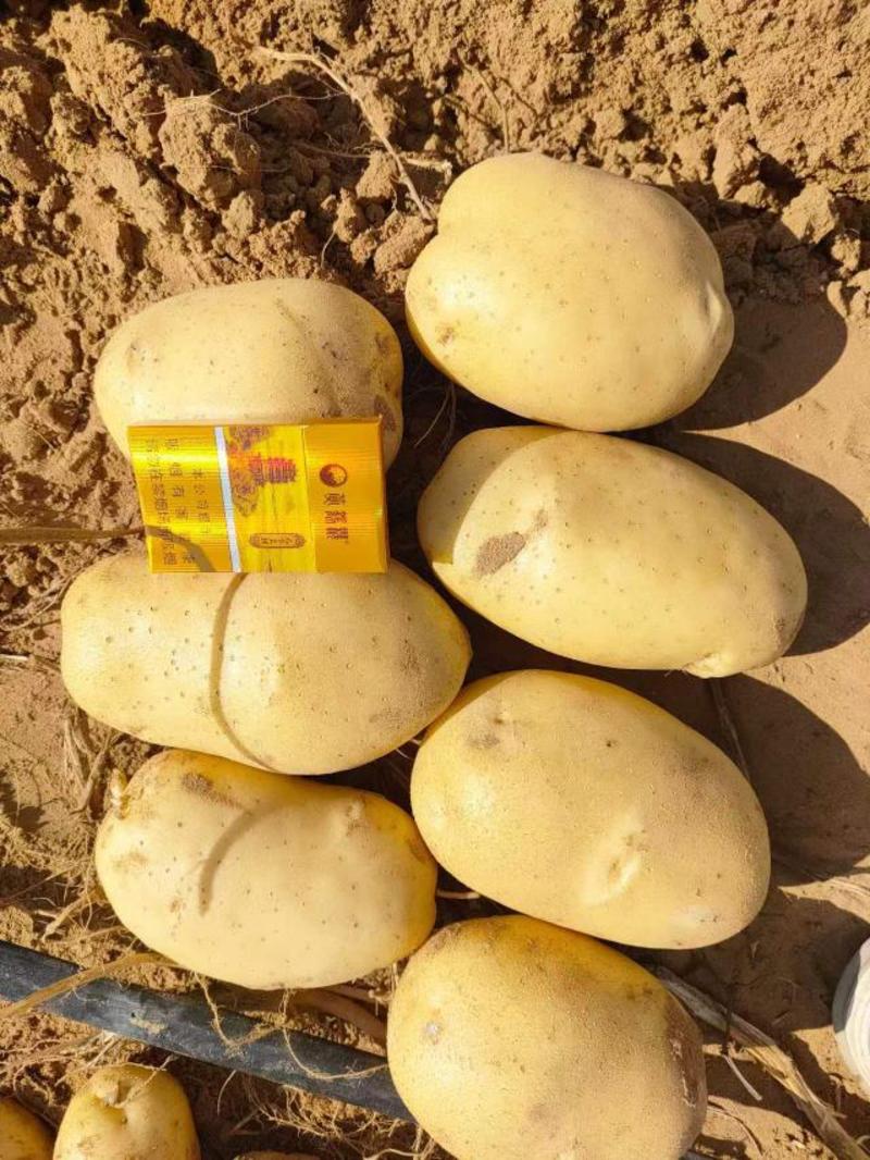 云南黄心土豆（沃土、V7、丽薯）质优价廉。