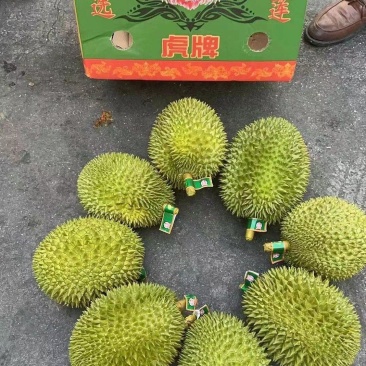越南金枕头一手货源11月23日，**出货