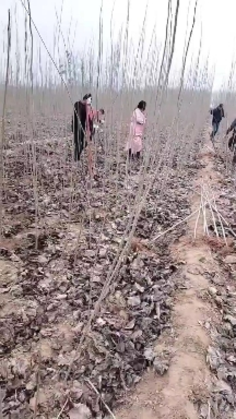 杨树苗大量批发，品种齐全，规格齐全，1到5公分。
