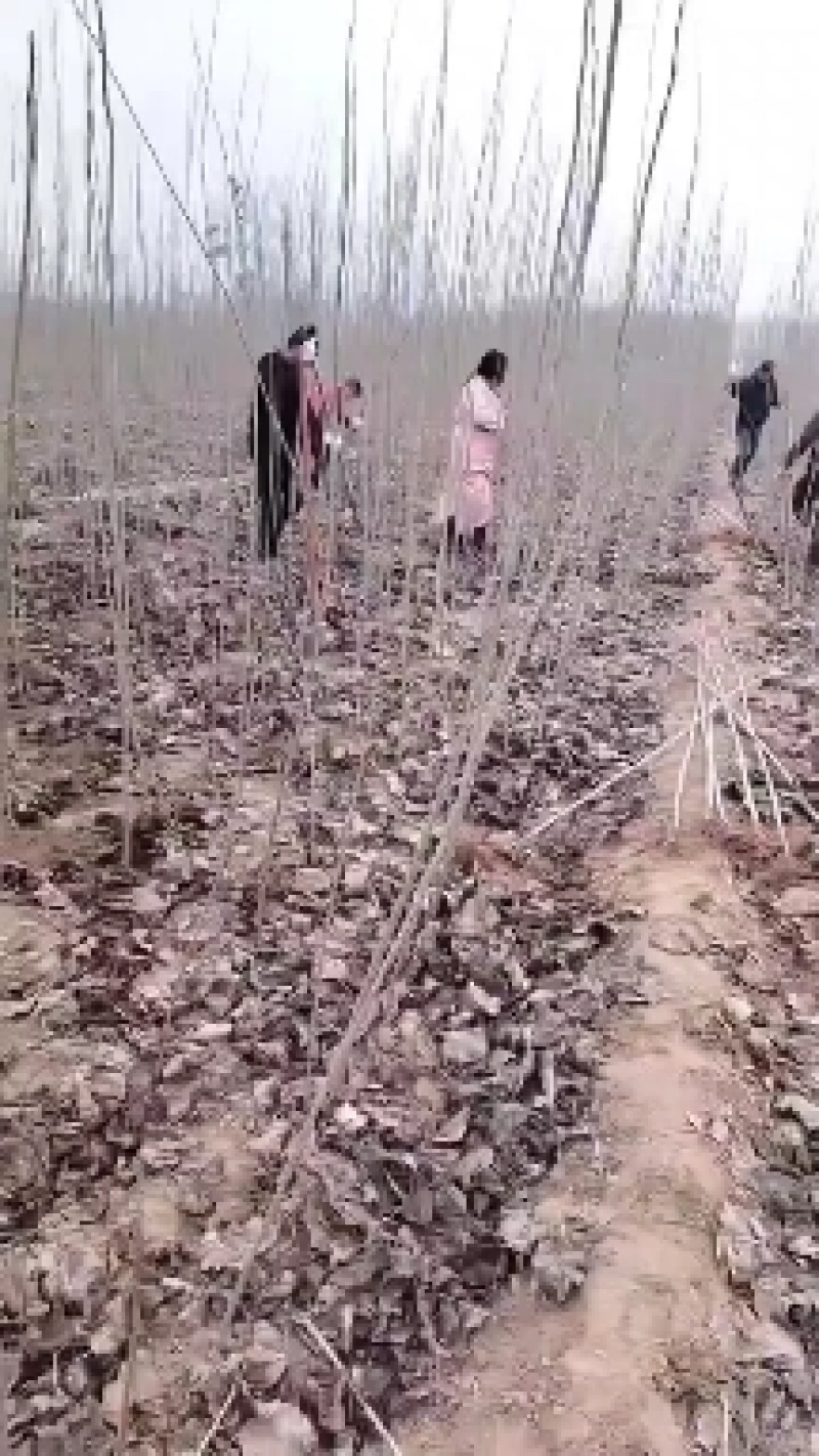 杨树苗大量批发，品种齐全，规格齐全，1到5公分。
