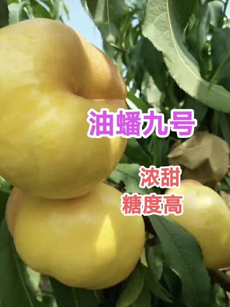 油蟠9号桃苗，油蟠桃苗，浓甜型，基地直发，包技术