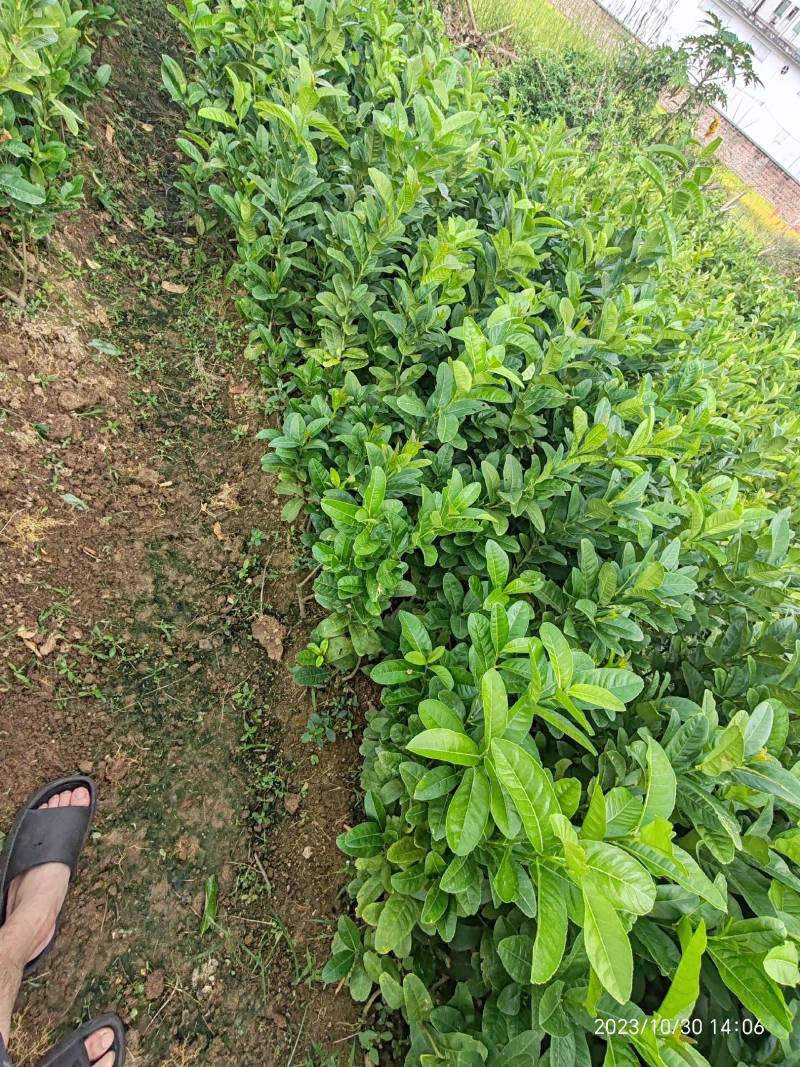 广东种苗，广佛手苗量大从优欢迎实地考察