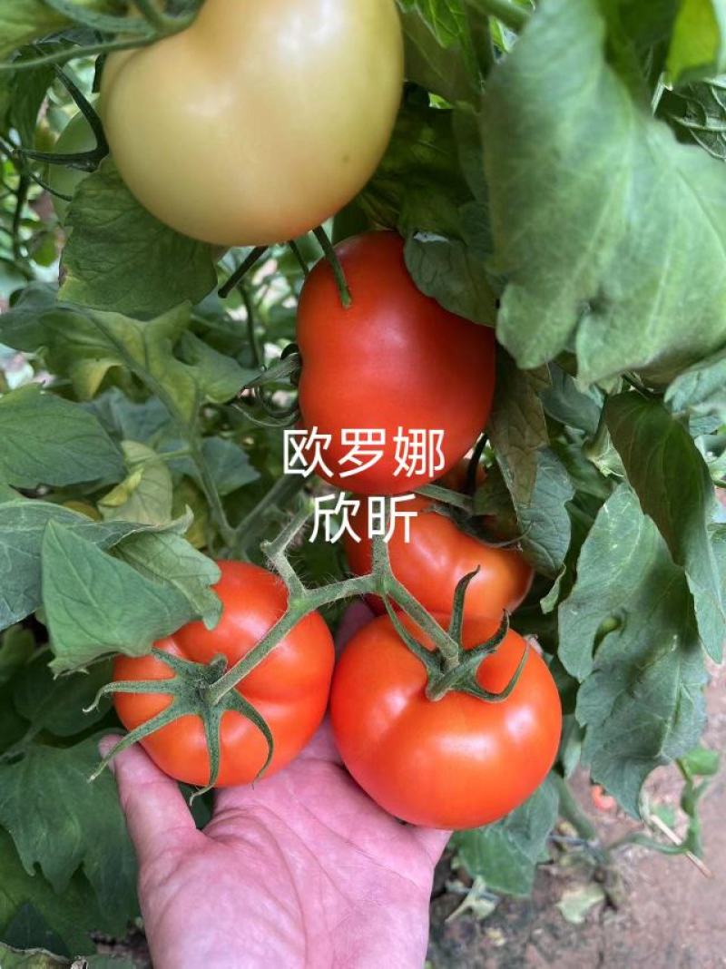 欧罗娜番茄苗山东种苗基地直发西红柿苗产地直发一手货源