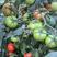 欧罗娜番茄苗山东种苗基地直发西红柿苗产地直发一手货源