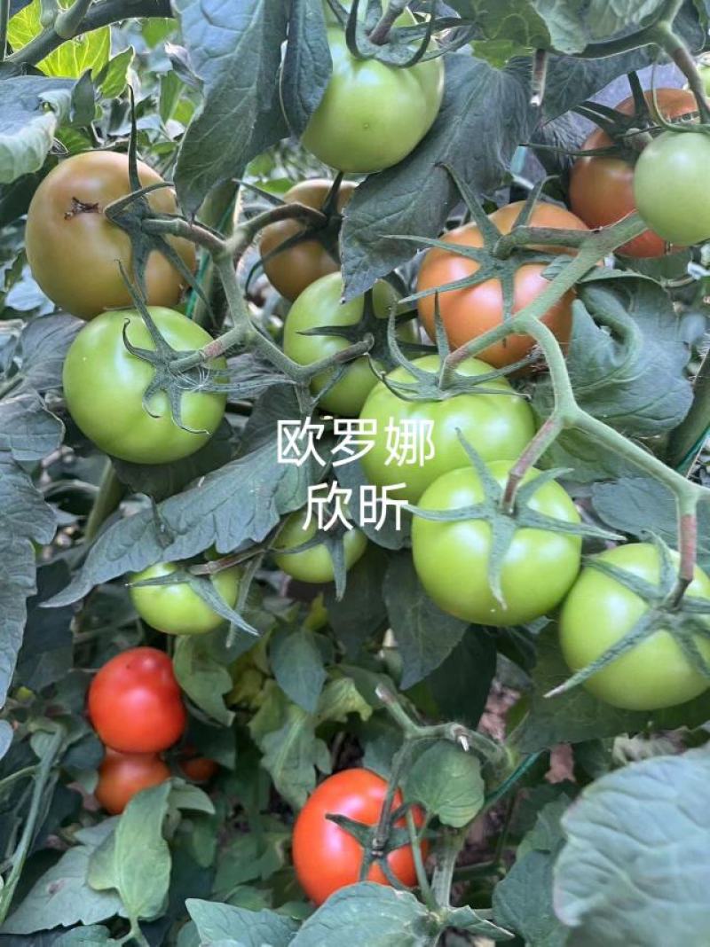 欧罗娜番茄苗山东种苗基地直发西红柿苗产地直发一手货源