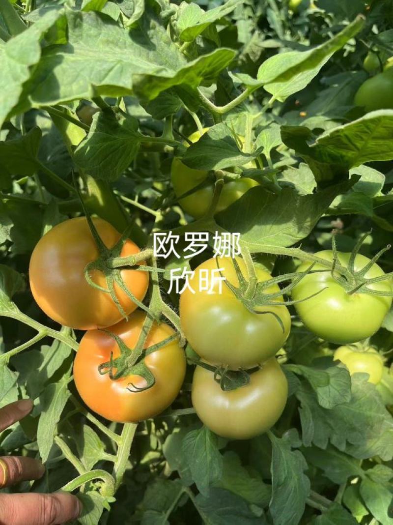 欧罗娜番茄苗山东种苗基地直发西红柿苗产地直发一手货源