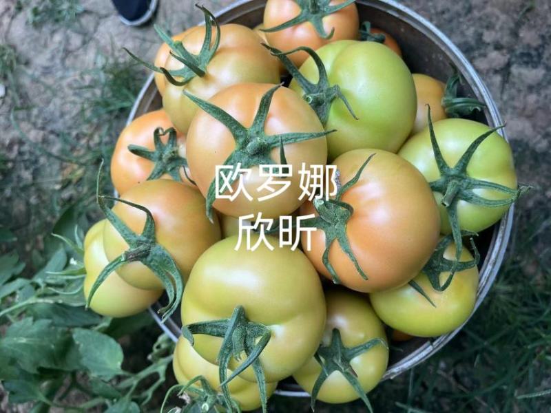欧罗娜番茄苗山东种苗基地直发西红柿苗产地直发一手货源