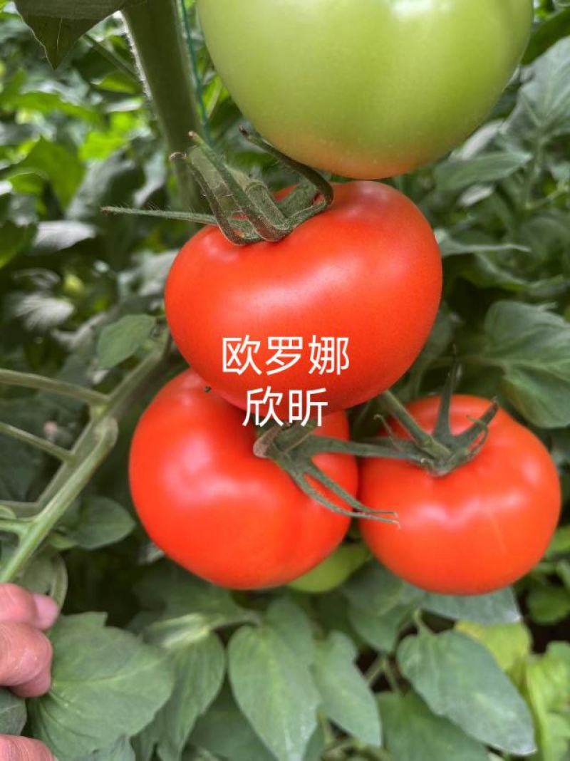 欧罗娜番茄苗山东种苗基地直发西红柿苗产地直发一手货源