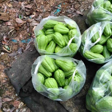 马关佛手瓜，每天5吨以上