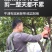 包邮电动剪刀充电式果树修枝剪果园粗枝剪锂电树枝园林剪枝