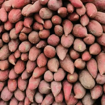 【热销】大量出售高山红薯西瓜红蜜薯货源充足价格美丽