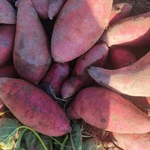 红薯西瓜红济26紫薯一手货源厂地直发