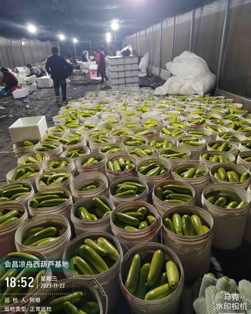 精品西葫芦