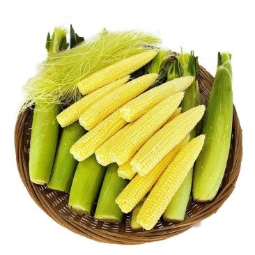 玉米笋甜小玉米笋迷你拇指玉米蔬菜玉米笋