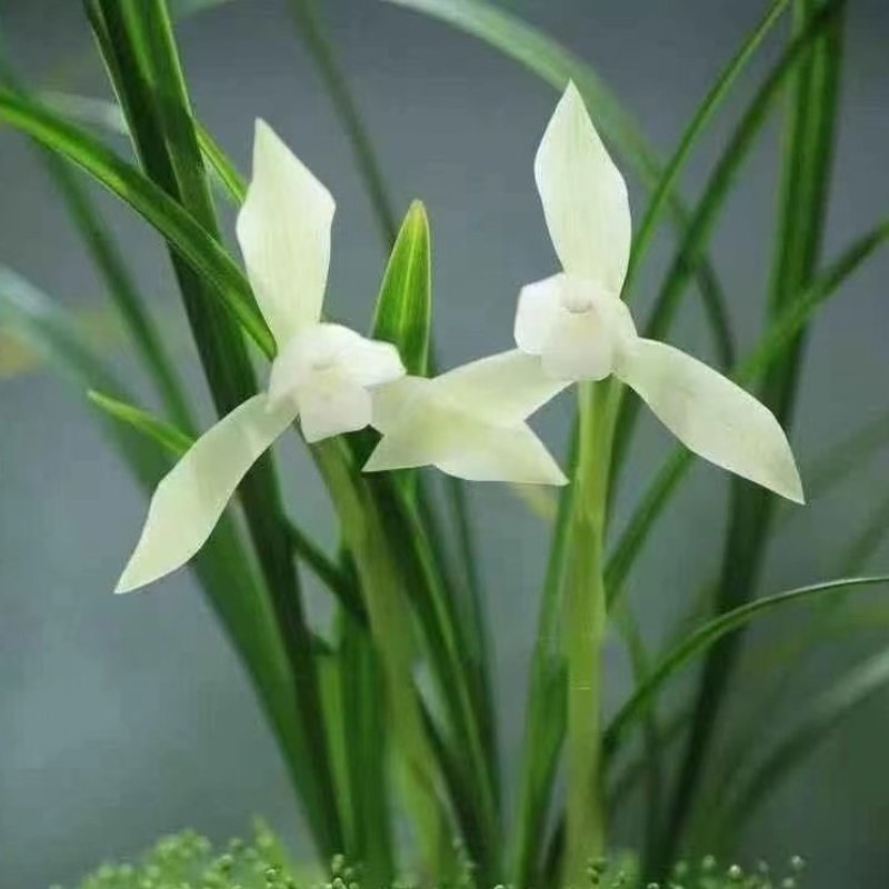 春兰白雪冰心浓香易养易花可带盆栽好（量大从优）