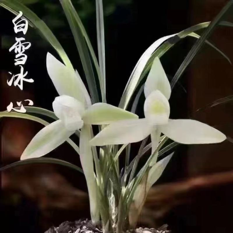 春兰白雪冰心浓香易养易花可带盆栽好（量大从优）