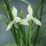 春兰白雪冰心浓香易养易花可带盆栽好（量大从优）