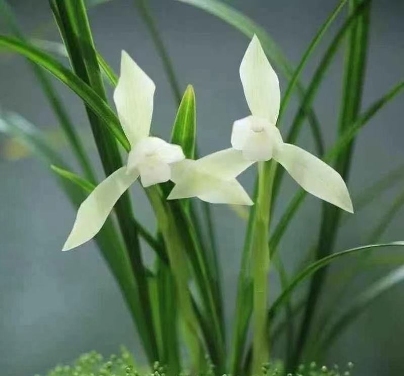 春兰白雪冰心浓香易养易花可带盆栽好（量大从优）