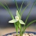 春兰白雪冰心浓香易养易花可带盆栽好（量大从优）