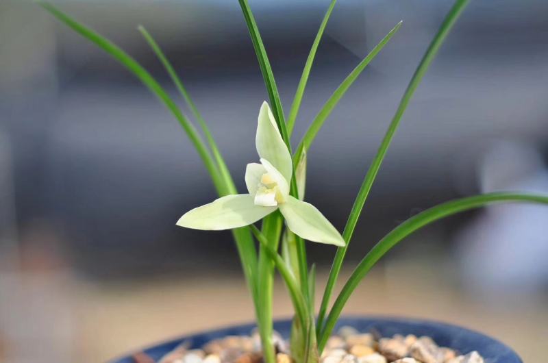 春兰白雪冰心浓香易养易花可带盆栽好（量大从优）