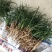 春兰白雪冰心浓香易养易花可带盆栽好（量大从优）