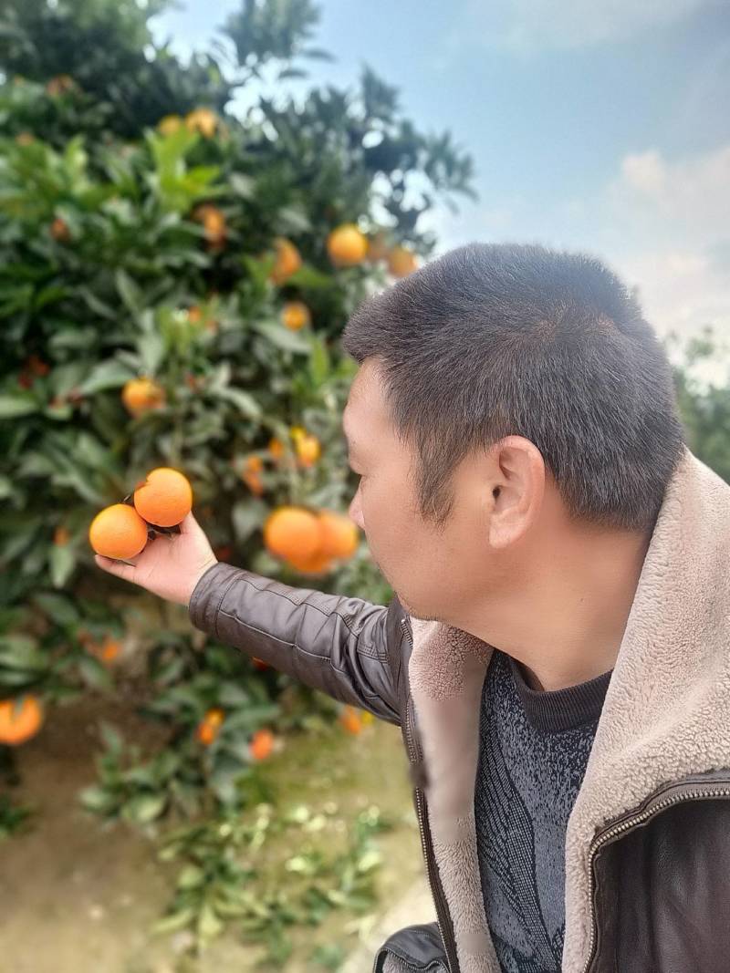 现在奉节脐橙大量上市了，马上要开园了，如果有喜欢的