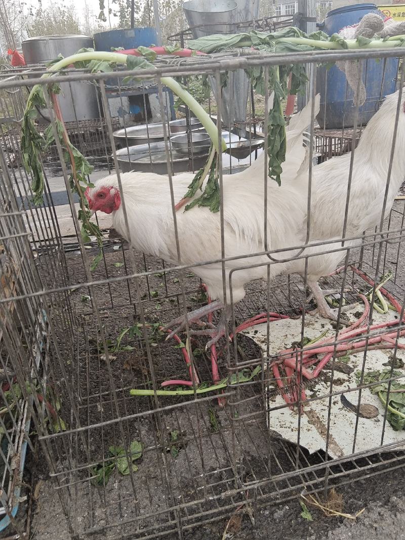 老公鸡，老母鸡，老鸭子，老鹅，老鸳鸯，老鸽子，兔子