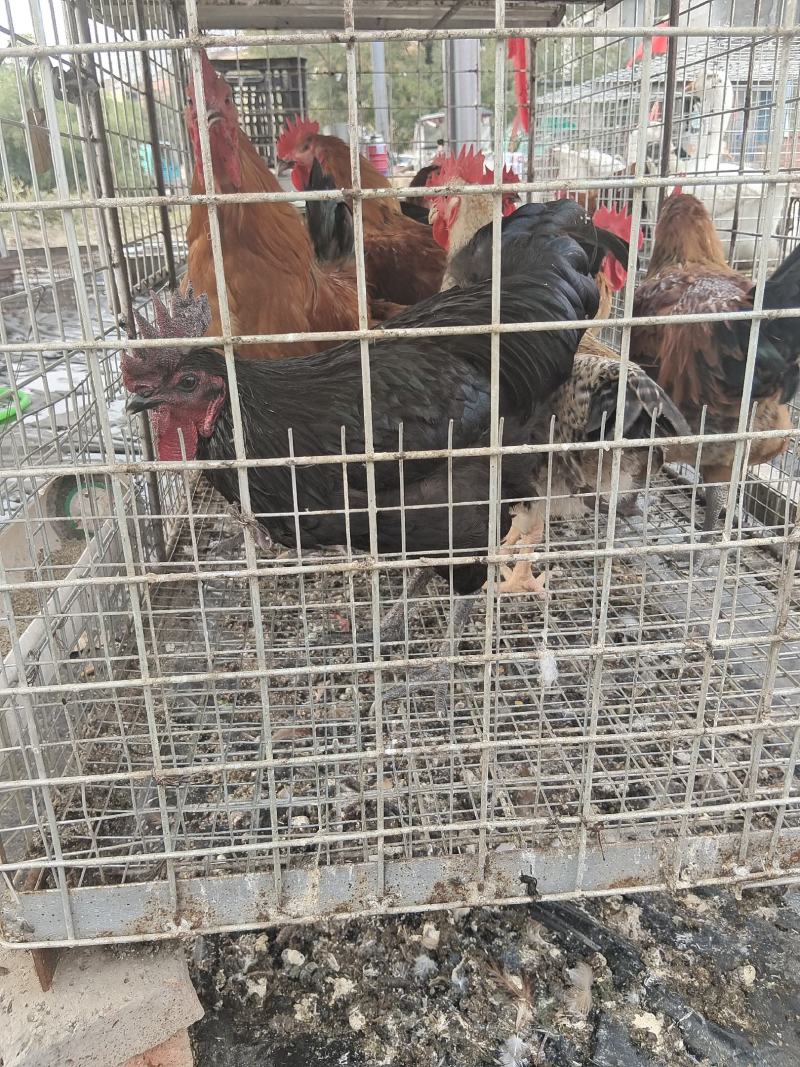 老公鸡，老母鸡，老鸭子，老鹅，老鸳鸯，老鸽子，兔子