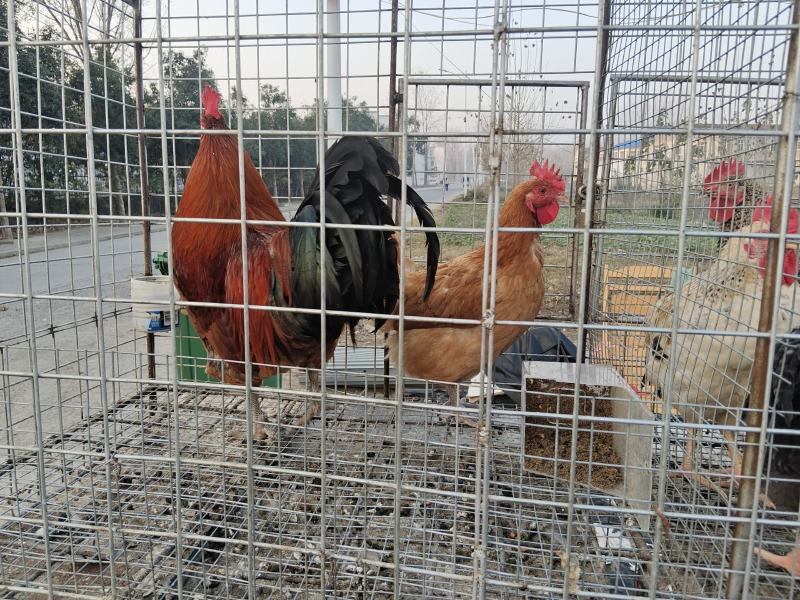 老公鸡，老母鸡，老鸭子，老鹅，老鸳鸯，老鸽子，兔子