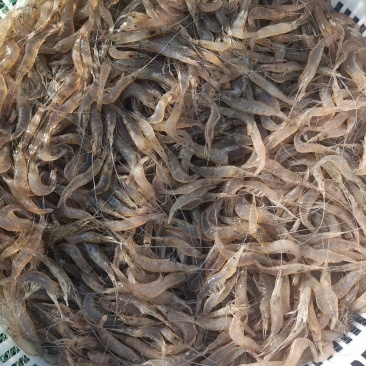 【推荐】烟台鲜活小白虾河虾，港口鲜货，品质保证，欢迎选购