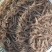 【推荐】烟台鲜活小白虾河虾，港口鲜货，品质保证，欢迎选购