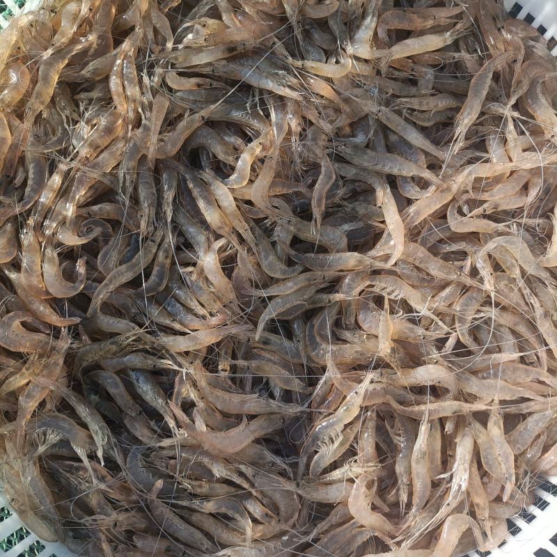【推荐】烟台鲜活小白虾河虾，港口鲜货，品质保证，欢迎选购