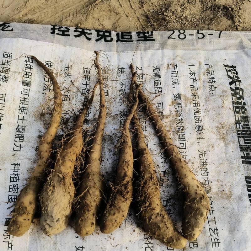 惠民县广喜瓜菜种植专业合作社大量出售各种规格白玉山药种苗