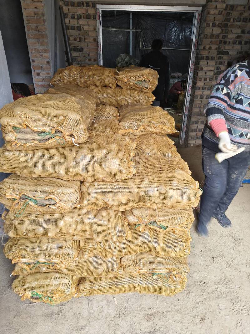 惠民县广喜瓜菜种植专业合作社大量出售各种规格白玉山药种苗