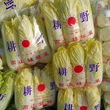 小娃娃菜