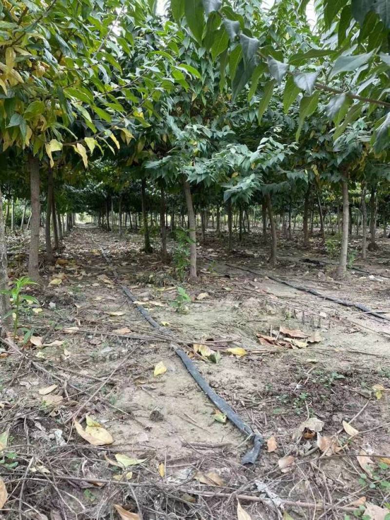 腊梅树冬天浓香花卉庭院别墅绿化