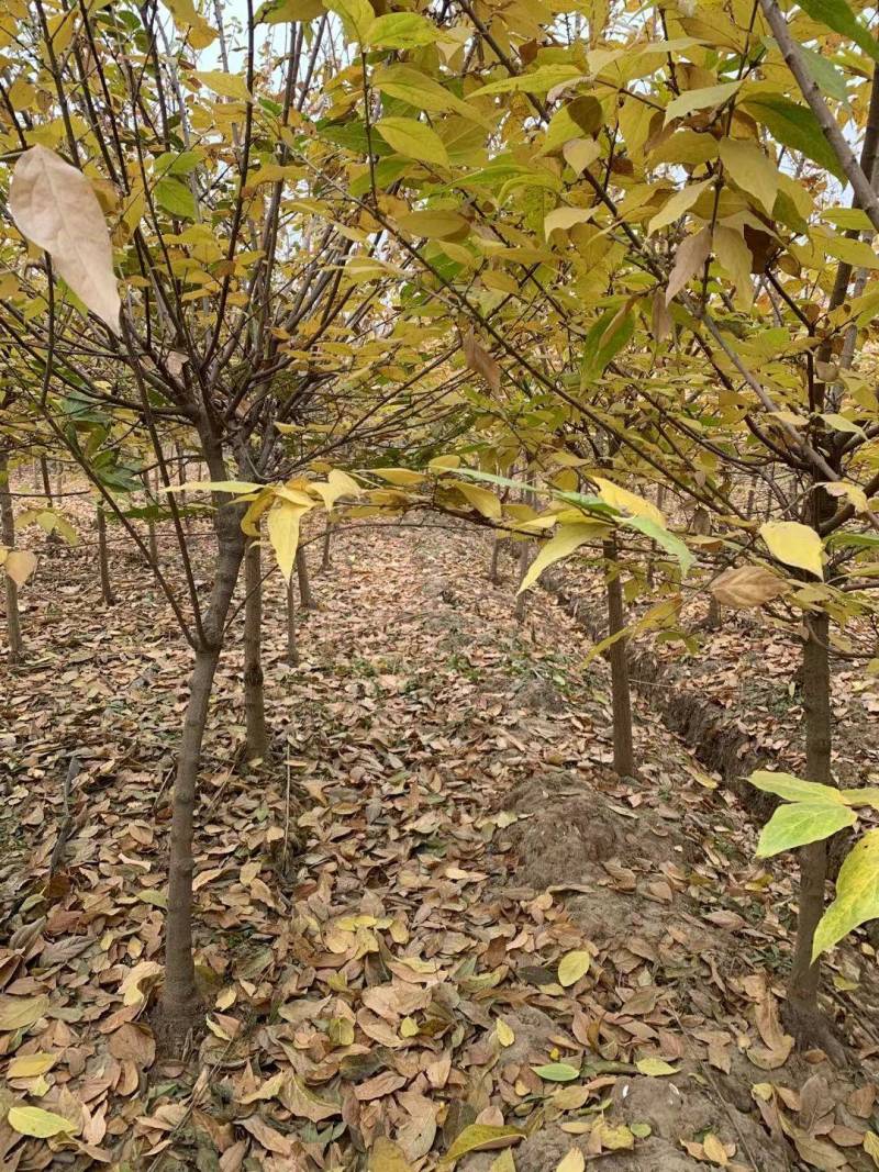腊梅树冬天浓香花卉庭院别墅绿化