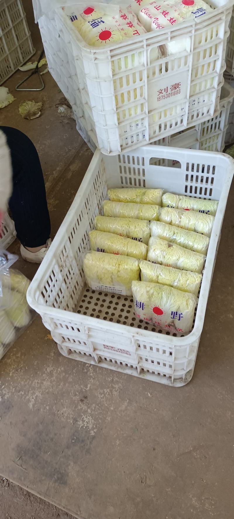 小娃娃菜