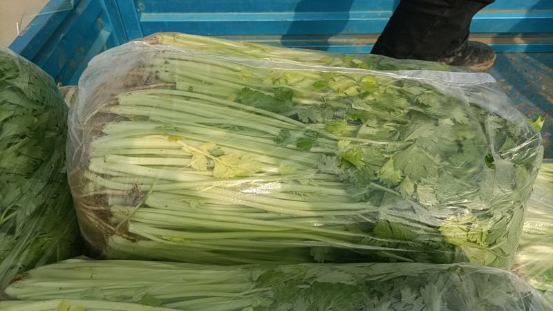 新藓蔬菜上海青小青菜油菜矮脚菜大量上市产地看货验货