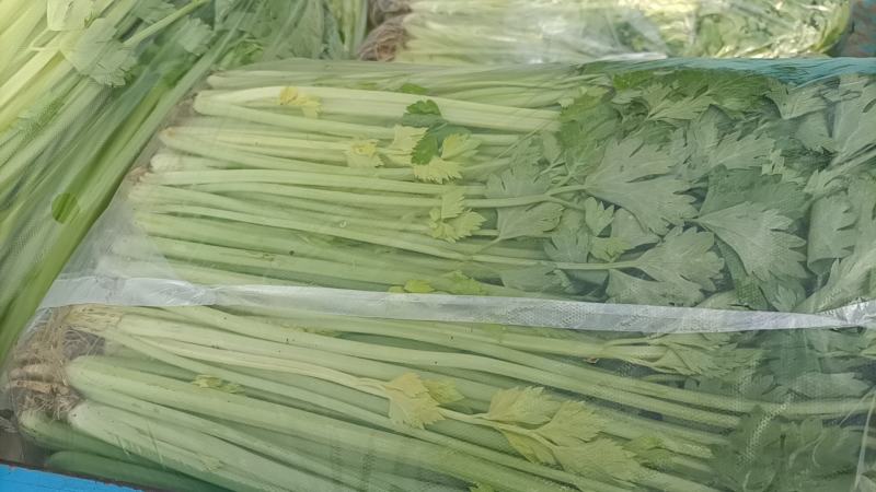 新藓蔬菜上海青小青菜油菜矮脚菜大量上市产地看货验货
