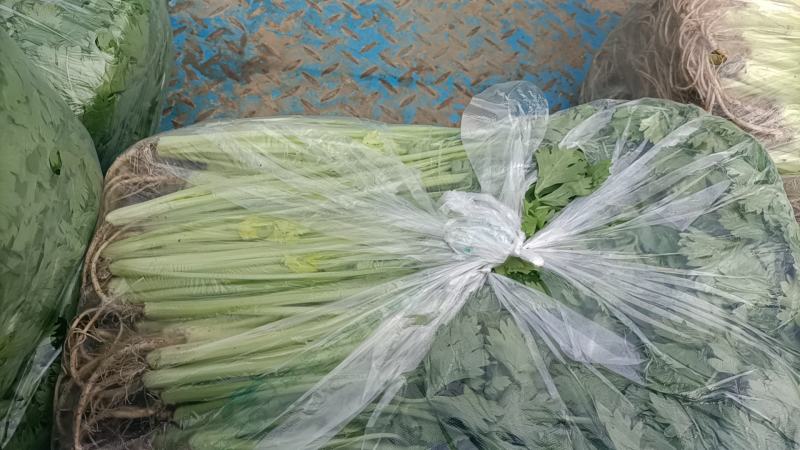新藓蔬菜上海青小青菜油菜矮脚菜大量上市产地看货验货