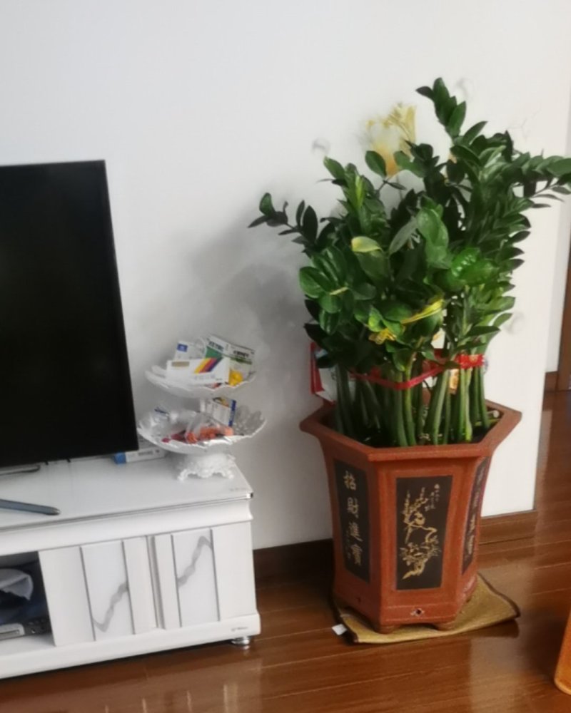 钱串子