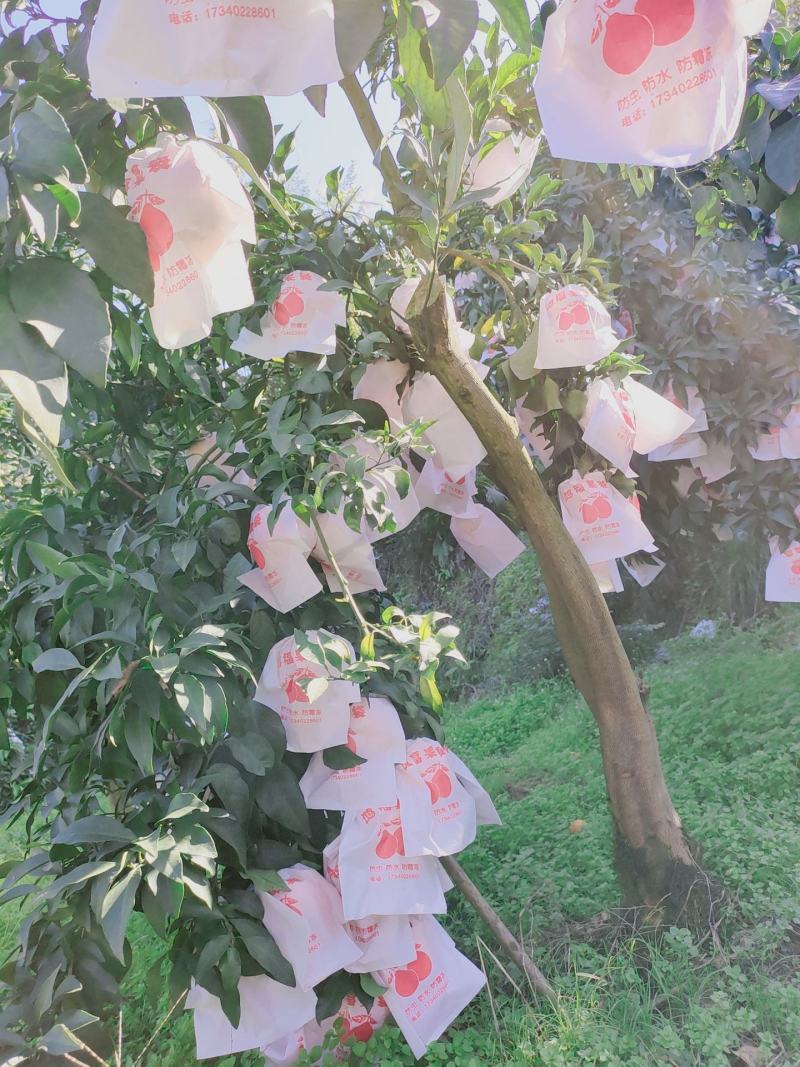 红美人爱媛橙