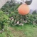 红美人爱媛橙