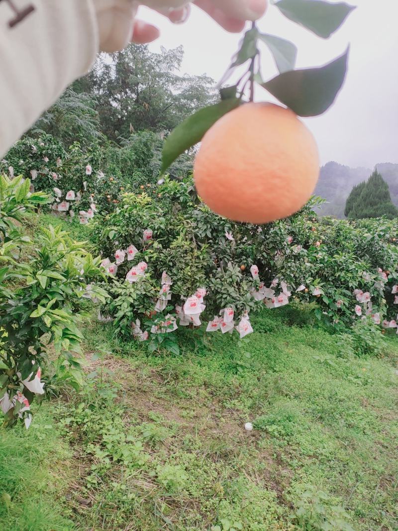 红美人爱媛橙