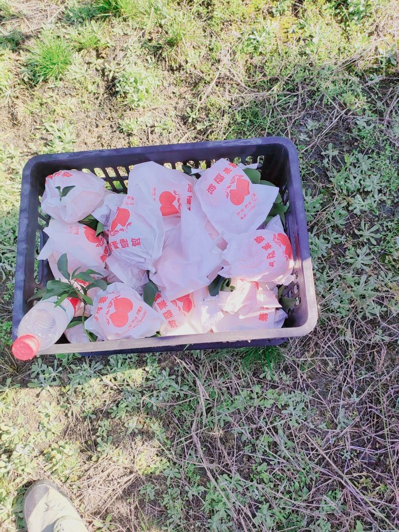红美人爱媛橙