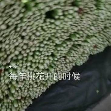 昌黎芹菜大量有货价格美丽需要的联系